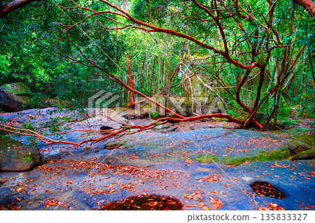 Jungle hiking mountains. Rocks stones mountain river. Dried-up river in jungle. Dense forest jungle 135833327