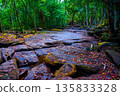 Jungle hiking mountains. Rocks stones mountain river. Dried-up river in jungle. Dense forest jungle 135833328