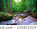 Jungle hiking mountains. Rocks stones mountain river. Dried-up river in jungle. Dense forest jungle 135833329