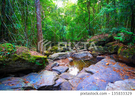 Jungle hiking mountains. Rocks stones mountain river. Dried-up river in jungle. Dense forest jungle Jungle hiking mountains. Rocks stones mountain river. Dried-up river in jungle. Dense forest jungle 135833329