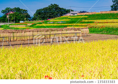 (Saitama Prefecture) Terasaka Rice Terraces in Chichibu, harvest time 135833383