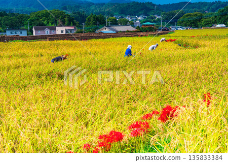 (Saitama Prefecture) Terasaka Rice Terraces in Chichibu, harvest time (Saitama Prefecture) Terasaka Rice Terraces in Chichibu, harvest time 135833384