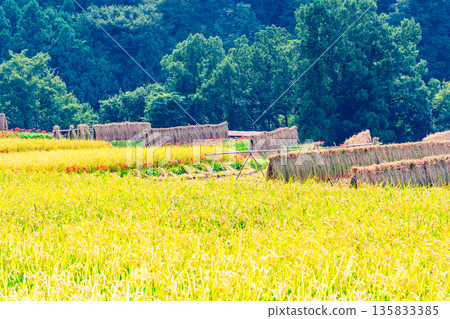 (Saitama Prefecture) Terasaka Rice Terraces in Chichibu, harvest time 135833385