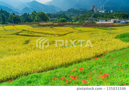 (Saitama Prefecture) Terasaka Rice Terraces in Chichibu, harvest time (Saitama Prefecture) Terasaka Rice Terraces in Chichibu, harvest time 135833386