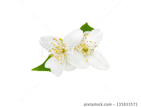 Jasmine flower with leaves  isolated 135833571
