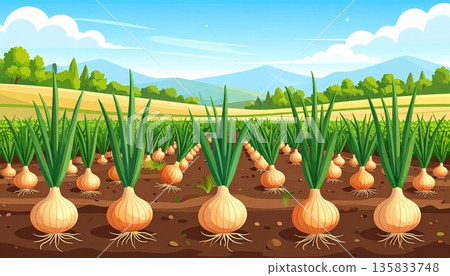 Illustration of onions growing in a field before harvest 135833748