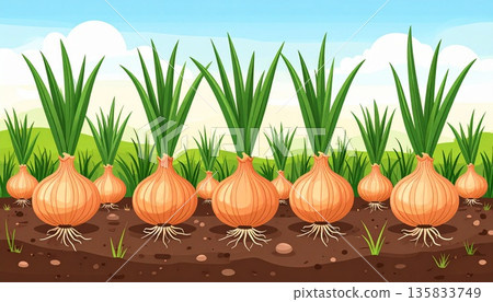 Illustration of onions growing in a field before harvest 135833749