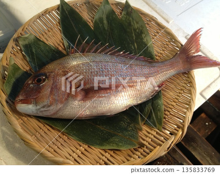 紅鯛魚(頭和尾)盛於竹籃中,佐以竹葉 紅鯛魚(頭和尾)盛於竹籃中,佐以竹葉 135833769