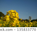 春油菜花－藍天下盛開的油菜花田 135833770