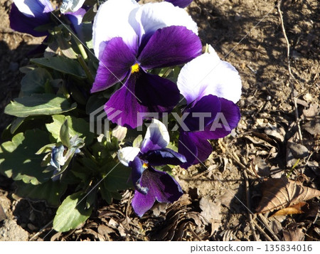 可愛的白色和紫色三色堇花 可愛的白色和紫色三色堇花 135834016