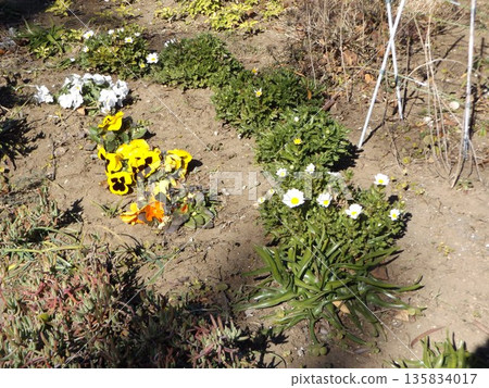 White North Pole flowers and yellow and white pansy flowers White North Pole flowers and yellow and white pansy flowers 135834017