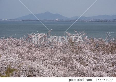 Lake Biwa and cherry blossoms at Mii-dera Temple. View of Lake Biwa from Mii-dera Temple. Shiga's tourist attraction. Phoenix Temple. Lake Biwa and cherry blossoms at Mii-dera Temple. View of Lake Biwa from Mii-dera Temple. Shiga's tourist attraction. Phoenix Temple. 135834022