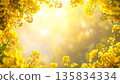 A background material of a rapeseed flower frame wrapped in spring sunlight and soft bokeh 135834334