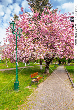 uzhhorod ukraine - 26 apr 2015: fresh cherry blossom in masaryk park. beautiful spring season in uzhhorod. delicate pink sakura tree in full bloom above bench. hanami culture in ukraine. sunny weather uzhhorod ukraine - 26 apr 2015: fresh cherry blossom in masaryk park. beautiful spring season in uzhhorod. delicate pink sakura tree in full bloom above bench. hanami culture in ukraine. sunny weather 135834382