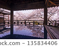 三井寺櫻花盛開。櫻花與賞月台。三井寺景色。櫻花倒映在地板上。滋賀郡旅遊景點。鳳凰寺。 135834406