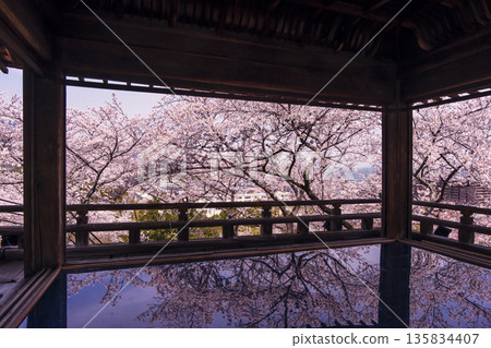 三井寺櫻花盛開。櫻花與賞月台。三井寺景色。櫻花倒映在地板上。滋賀郡旅遊景點。鳳凰寺。 135834407