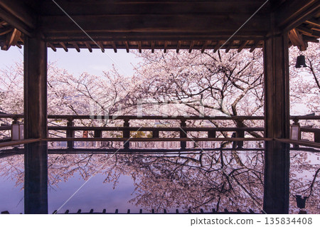 Cherry blossoms blooming at Miidera Temple. Cherry blossoms and the moon-viewing stage. Scenery of Miidera Temple. Cherry blossoms reflected on the floor. Shiga's tourist attraction. Phoenix Temple. 135834408