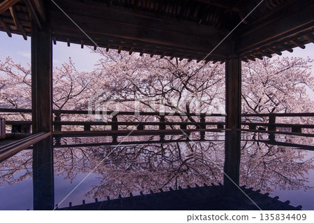 Cherry blossoms blooming at Miidera Temple. Cherry blossoms and the moon-viewing stage. Scenery of Miidera Temple. Cherry blossoms reflected on the floor. Shiga's tourist attraction. Phoenix Temple. Cherry blossoms blooming at Miidera Temple. Cherry blossoms and the moon-viewing stage. Scenery of Miidera Temple. Cherry blossoms reflected on the floor. Shiga's tourist attraction. Phoenix Temple. 135834409