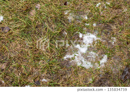 Green grass texture with patches of melting snow. Winter or early spring outdoor nature background. Dirty and dry lawn close up for seasonal transition concept. 135834739