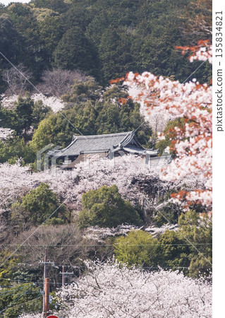 三井寺櫻花盛開。三井寺春景。櫻花環繞的三井寺。滋賀郡旅遊景點。鳳凰寺。 135834821