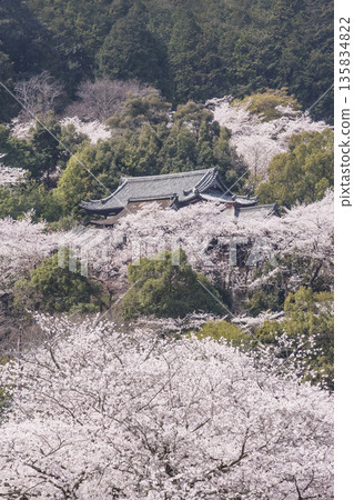 三井寺櫻花盛開。三井寺春景。櫻花環繞的三井寺。滋賀郡旅遊景點。鳳凰寺。 135834822