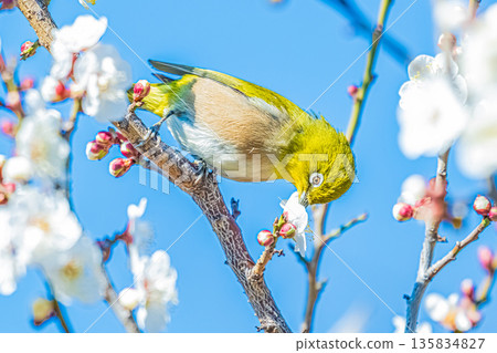 White-eye that sucks the nectar of plum blossoms White-eye that sucks the nectar of plum blossoms 135834827