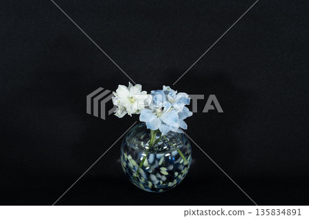 一朵翠雀花插在冷色調的玻璃花瓶裡,漂浮在黑暗中(位於中心位置)。 一朵翠雀花插在冷色調的玻璃花瓶裡,漂浮在黑暗中(位於中心位置)。 135834891