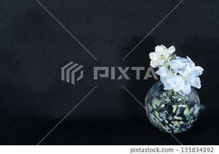 A delphinium flower in a cool-colored glass vase floating in the darkness (right) A delphinium flower in a cool-colored glass vase floating in the darkness (right) 135834892