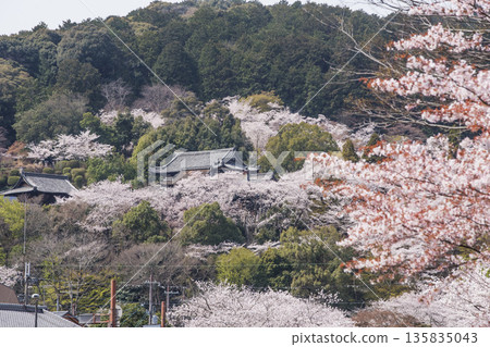 三井寺櫻花盛開。三井寺春景。櫻花環繞的三井寺。滋賀郡旅遊景點。鳳凰寺。 135835043
