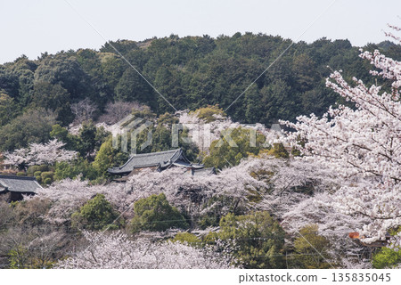 三井寺櫻花盛開。三井寺春景。櫻花環繞的三井寺。滋賀郡旅遊景點。鳳凰寺。 135835045