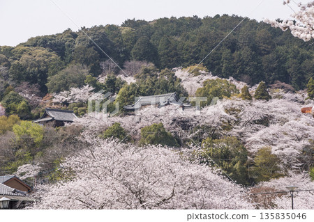 三井寺櫻花盛開。三井寺春景。櫻花環繞的三井寺。滋賀郡旅遊景點。鳳凰寺。 135835046