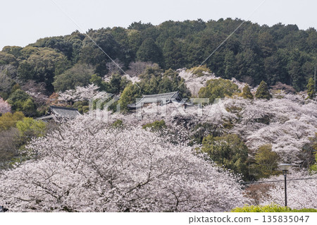 三井寺櫻花盛開。三井寺春景。櫻花環繞的三井寺。滋賀郡旅遊景點。鳳凰寺。 135835047