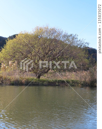 搭乘船夫駕駛的划艇,遊覽日本三大水鄉之一的丸山水鄉,以及近江八幡水鄉。 搭乘船夫駕駛的划艇,遊覽日本三大水鄉之一的丸山水鄉,以及近江八幡水鄉。 135835072