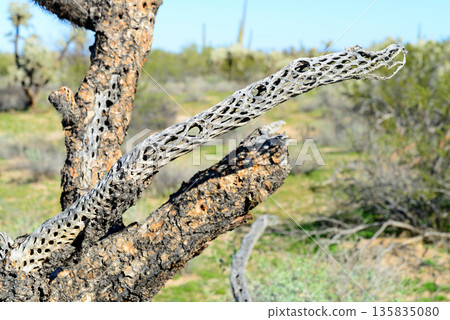 Dead Cholla cactus, Sonora Desert, Mid Sprin Dead Cholla cactus, Sonora Desert, Mid Sprin 135835080