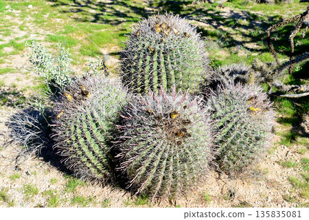 Arizona Barrel Cactus Sonora Desert Arizona Arizona Barrel Cactus Sonora Desert Arizona 135835081