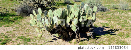 Prickly Pear Cactus Sonora Desert Arizona Prickly Pear Cactus Sonora Desert Arizona 135835084