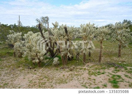 Cholla cactus, Sonora Desert, Mid Winter Cholla cactus, Sonora Desert, Mid Winter 135835086