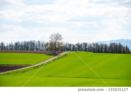 Green wheat fields bathed in the spring sun Green wheat fields bathed in the spring sun 135835127