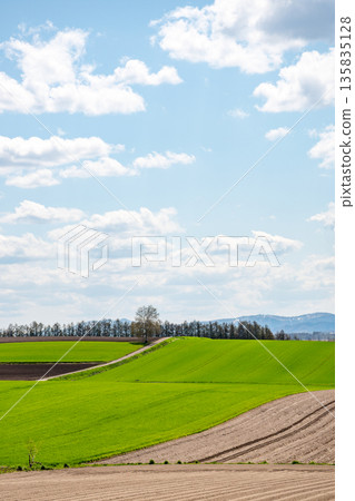 Green wheat fields bathed in the spring sun Green wheat fields bathed in the spring sun 135835128