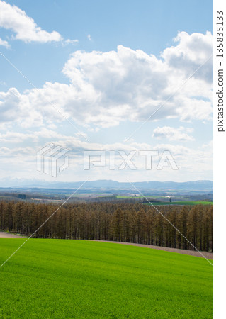 Spring green wheat field 135835133
