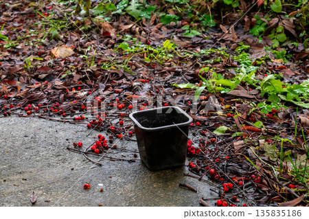 Square black plastic pot for seedling on wet concrete with scattered red rowan berries and autumn foliage. garden planting, gardening, organic farming 135835186