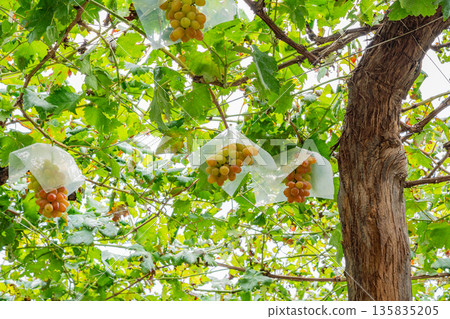(Yamanashi Prefecture) Misaka Town, grapes ripe for eating in a vineyard (Yamanashi Prefecture) Misaka Town, grapes ripe for eating in a vineyard 135835205