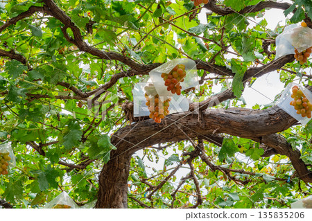 (Yamanashi Prefecture) Misaka Town, grapes ripe for eating in a vineyard (Yamanashi Prefecture) Misaka Town, grapes ripe for eating in a vineyard 135835206