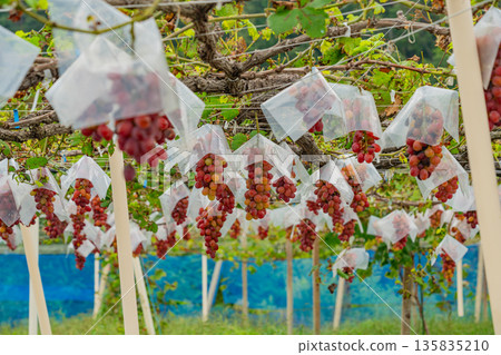 (Yamanashi Prefecture) Misaka Town, grapes ripe for eating in a vineyard 135835210
