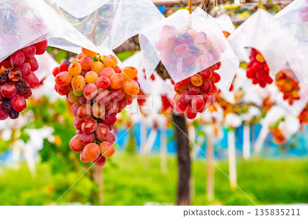 （山梨縣）禦坂町，葡萄園裡的成熟葡萄可以吃了 135835211