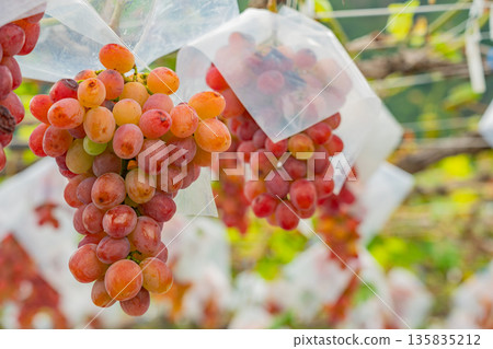 (Yamanashi Prefecture) Misaka Town, grapes ripe for eating in a vineyard (Yamanashi Prefecture) Misaka Town, grapes ripe for eating in a vineyard 135835212