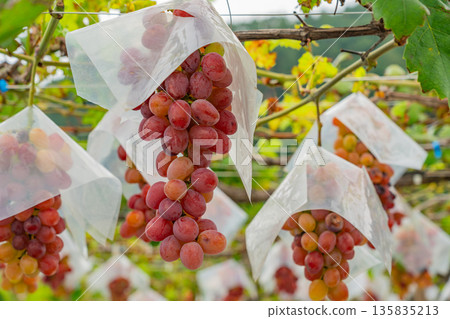 (Yamanashi Prefecture) Misaka Town, grapes ripe for eating in a vineyard (Yamanashi Prefecture) Misaka Town, grapes ripe for eating in a vineyard 135835213