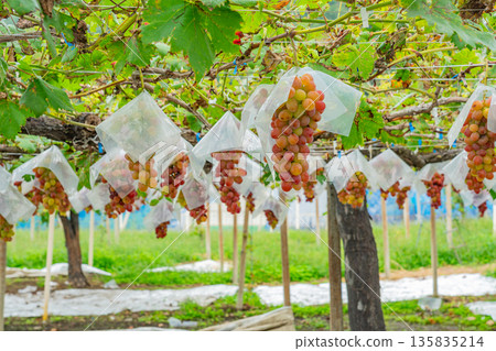 (Yamanashi Prefecture) Misaka Town, grapes ripe for eating in a vineyard (Yamanashi Prefecture) Misaka Town, grapes ripe for eating in a vineyard 135835214