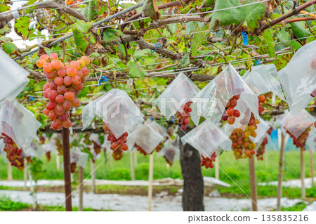 (Yamanashi Prefecture) Misaka Town, grapes ripe for eating in a vineyard (Yamanashi Prefecture) Misaka Town, grapes ripe for eating in a vineyard 135835216