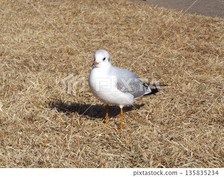 一隻黑頭鷗在沙灘池塘周圍的草地上空翱翔 135835234